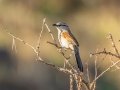 Brown-crowned Tchagra - Marrick Safari, Northern Cape, South Africa, Dec 4, 2024 Brown-crowned Tchagra - Marrick Safari, Northern Cape, South Africa, Dec 4, 2024