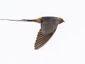 Lesser Striped Swallow  - Simangaliso WP--Eastern Shores, Kwazulu-Natal, South Africa, Dec 10, 2024