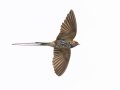 Lesser Striped Swallow - Simangaliso WP--Eastern Shores, Kwazulu-Natal, South Africa, Dec 10, 2024 Lesser Striped Swallow - Simangaliso WP--Eastern Shores, Kwazulu-Natal, South Africa, Dec 10, 2024