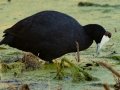 Red-knobbed Coot - Intaka Island, Western Cape, South Africa, Nov 23, 2024 Red-knobbed Coot - Intaka Island, Western Cape, South Africa, Nov 23, 2024