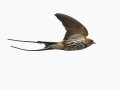 Lesser Striped Swallow - Simangaliso WP--Eastern Shores, Kwazulu-Natal, South Africa, Dec 10, 2024 Lesser Striped Swallow - Simangaliso WP--Eastern Shores, Kwazulu-Natal, South Africa, Dec 10, 2024