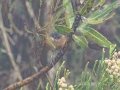 Victorins Warbler - Sir Lowry’s Pass - Hottentots-Holland Nature Reserve, Cape Town ZA-Western Cape -34.14960, 18.93454, Western Cape, ZA on Tue Nov 26, 2024 Victorins Warbler - Sir Lowry’s Pass - Hottentots-Holland Nature Reserve, Cape Town ZA-Western Cape -34.14960, 18.93454, Western Cape, ZA on Tue Nov 26, 2024