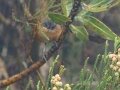 Victorins Warbler - Sir Lowry’s Pass - Hottentots-Holland Nature Reserve, Cape Town ZA-Western Cape -34.14960, 18.93454, Western Cape, ZA on Tue Nov 26, 2024 Victorins Warbler - Sir Lowry’s Pass - Hottentots-Holland Nature Reserve, Cape Town ZA-Western Cape -34.14960, 18.93454, Western Cape, ZA on Tue Nov 26, 2024