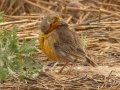 Orange-throated Longclaw - Malagas, Malagas ZA-Western Cape (-34.3169,20.5712), Western Cape, ZA on Wed Nov 27, 2024 Orange-throated Longclaw - Malagas, Malagas ZA-Western Cape (-34.3169,20.5712), Western Cape, ZA on Wed Nov 27, 2024