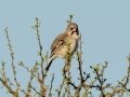 Scaly Weaver - Mokala NP,  Northern Cape, South Africa, Dec 4, 2024