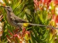 Cape Sugarbird - Kirstenbosch Botanical Garden, Western Cape, ZA, Nov 25, 2024 Cape Sugarbird - Kirstenbosch Botanical Garden, Western Cape, ZA, Nov 25, 2024