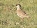 Crowned Lapwing - Amersfoort Road, Dr.Pixley Ka Isaka Seme Rural, Volksrust ZA-MP -27.26017, 30.11059, Mpumalanga, South Africa, Dec 6, 2024 Crowned Lapwing - Amersfoort Road, Dr.Pixley Ka Isaka Seme Rural, Volksrust ZA-MP -27.26017, 30.11059, Mpumalanga, South Africa, Dec 6, 2024