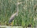 Purple Heron - R22 Pan, Big Five Hlabisa ZA-KZN -27.72664, 32.46509, Kwazulu-Natal, South Africa, Dec 8, 2024 Purple Heron - R22 Pan, Big Five Hlabisa ZA-KZN -27.72664, 32.46509, Kwazulu-Natal, South Africa, Dec 8, 2024