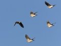 Wattled Starlings - Marrick Safari, Northern Cape, South Africa, Dec 4, 2024 Wattled Starlings - Marrick Safari, Northern Cape, South Africa, Dec 4, 2024