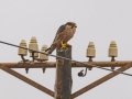 Lanner Falcon - Swellendam Rural, Barrydale - Swellendam ZA-Western Cape -34.26414, 20.44193, Western Cape, ZA on Wed Nov 27, 2024 Lanner Falcon - Swellendam Rural, Barrydale - Swellendam ZA-Western Cape -34.26414, 20.44193, Western Cape, ZA on Wed Nov 27, 2024