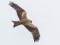 Black Kite (Yellow-billed) - Simangaliso WP--Eastern Shores, Kwazulu-Natal, South Africa, Dec 10, 2024 Black Kite (Yellow-billed) - Simangaliso WP--Eastern Shores, Kwazulu-Natal, South Africa, Dec 10, 2024