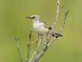 Rufous-winged Cisticola - Gray Heron - iSimangaliso WP--Western Shores, Kwazulu-Natal, South Africa, Dec 9, 2024