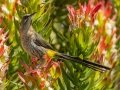 Cape Sugarbird - Kirstenbosch Botanical Garden, Western Cape, ZA, Nov 25, 2024 Cape Sugarbird - Kirstenbosch Botanical Garden, Western Cape, ZA, Nov 25, 2024