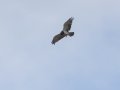 Black-chested Snake-Eagle - Nibela Floodplains,  Kwazulu-Natal, South Africa, Dec 8, 2024