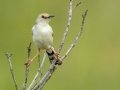 Rufous-winged Cisticola - Gray Heron - iSimangaliso WP--Western Shores, Kwazulu-Natal, South Africa, Dec 9, 2024 Rufous-winged Cisticola - Gray Heron - iSimangaliso WP--Western Shores, Kwazulu-Natal, South Africa, Dec 9, 2024