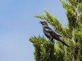 Red-winged Starling - Intaka Island, Western Cape, ZA, Nov 23, 2024 Red-winged Starling - Intaka Island, Western Cape, ZA, Nov 23, 2024