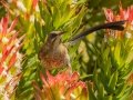 Cape Sugarbird - Kirstenbosch Botanical Garden, Western Cape, ZA, Nov 25, 2024 Cape Sugarbird - Kirstenbosch Botanical Garden, Western Cape, ZA, Nov 25, 2024