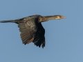 Reed-Cormorant - Intaka Island, Western Cape, South Africa, Nov 23, 2024 Reed-Cormorant - Intaka Island, Western Cape, South Africa, Nov 23, 2024
