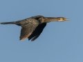 Reed-Cormorant - Intaka Island, Western Cape, South Africa, Nov 23, 2024 Reed-Cormorant - Intaka Island, Western Cape, South Africa, Nov 23, 2024