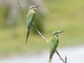 Blue-cheeked Bee-eaters - Nibela Floodplains, Kwazulu-Natal, South Africa, Dec 8, 2024 Blue-cheeked Bee-eaters - Nibela Floodplains, Kwazulu-Natal, South Africa, Dec 8, 2024