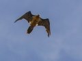 Bearded Vulture - Sani Top to Black Mountain West (A31) Lesotho-Mokhotlong (-29.5201,29.1898), Mokhotlong, Lesotho, Dec 13 , 2024 Bearded Vulture - Sani Top to Black Mountain West (A31) Lesotho-Mokhotlong (-29.5201,29.1898), Mokhotlong, Lesotho, Dec 13 , 2024