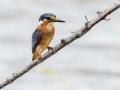 Malachite Kingfisher- R22 Pan, Big Five Hlabisa ZA-KZN -27.72664, 32.46509, Kwazulu-Natal, South Africa, Dec 8, 2024 Malachite Kingfisher- R22 Pan, Big Five Hlabisa ZA-KZN -27.72664, 32.46509, Kwazulu-Natal, South Africa, Dec 8, 2024