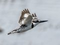 Pied Kingfisher- R22 Pan, Big Five Hlabisa ZA-KZN -27.72664, 32.46509,  Kwazulu-Natal, South Africa, Dec 8, 2024