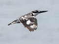 Pied Kingfisher- R22 Pan, Big Five Hlabisa ZA-KZN -27.72664, 32.46509, Kwazulu-Natal, South Africa, Dec 8, 2024 Pied Kingfisher- R22 Pan, Big Five Hlabisa ZA-KZN -27.72664, 32.46509, Kwazulu-Natal, South Africa, Dec 8, 2024