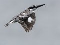 Pied Kingfisher- R22 Pan, Big Five Hlabisa ZA-KZN -27.72664, 32.46509, Kwazulu-Natal, South Africa, Dec 8, 2024 Pied Kingfisher- R22 Pan, Big Five Hlabisa ZA-KZN -27.72664, 32.46509, Kwazulu-Natal, South Africa, Dec 8, 2024