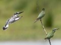 Pied Kingfisher- R22 Pan, Big Five Hlabisa ZA-KZN -27.72664, 32.46509, Kwazulu-Natal, South Africa, Dec 8, 2024 Pied Kingfisher- R22 Pan, Big Five Hlabisa ZA-KZN -27.72664, 32.46509, Kwazulu-Natal, South Africa, Dec 8, 2024