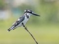 Pied Kingfisher- R22 Pan, Big Five Hlabisa ZA-KZN -27.72664, 32.46509, Kwazulu-Natal, South Africa, Dec 8, 2024 Pied Kingfisher- R22 Pan, Big Five Hlabisa ZA-KZN -27.72664, 32.46509, Kwazulu-Natal, South Africa, Dec 8, 2024