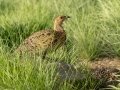 Red-winged Francolin - 2480, Wakkerstroom ZA-Mpumalanga (-27.3100,30.1294), Mpumalanga , South Africa, Dec 6, 2024 Red-winged Francolin - 2480, Wakkerstroom ZA-Mpumalanga (-27.3100,30.1294), Mpumalanga , South Africa, Dec 6, 2024