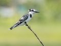 Pied Kingfisher- R22 Pan, Big Five Hlabisa ZA-KZN -27.72664, 32.46509, Kwazulu-Natal, South Africa, Dec 8, 2024 Pied Kingfisher- R22 Pan, Big Five Hlabisa ZA-KZN -27.72664, 32.46509, Kwazulu-Natal, South Africa, Dec 8, 2024
