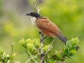 Burchells Coucal - iSimangaliso WP--Western Shores, Kwazulu-Natal, South Africa, Dec 9, 2024 Burchells Coucal - iSimangaliso WP--Western Shores, Kwazulu-Natal, South Africa, Dec 9, 2024