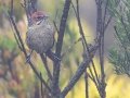 Cape Rockjumper - Sir Lowry’s Pass - Hottentots-Holland Nature Reserve, Cape Town ZA-Western Cape -34.14960, 18.93454, Western Cape, ZA on Tue Nov 26, 2024 Cape Rockjumper - Sir Lowry’s Pass - Hottentots-Holland Nature Reserve, Cape Town ZA-Western Cape -34.14960, 18.93454, Western Cape, ZA on Tue Nov 26, 2024