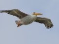Pink-backed Pelican - R22 Pan, Big Five Hlabisa ZA-KZN -27.72664, 32.46509, Kwazulu-Natal, South Africa, Dec 8, 2024 Pink-backed Pelican - R22 Pan, Big Five Hlabisa ZA-KZN -27.72664, 32.46509, Kwazulu-Natal, South Africa, Dec 8, 2024