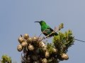 Malachite Sunbird - Hout Bay Beach and Estuary, Western Cape, ZA, Nov 23, 2024 Malachite Sunbird - Hout Bay Beach and Estuary, Western Cape, ZA, Nov 23, 2024