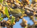 Cape White-eye - Intaka Island, Western Cape, South Africa, Nov 23, 2024 Cape White-eye - Intaka Island, Western Cape, South Africa, Nov 23, 2024
