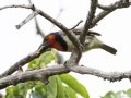 Black-collared Barbet - Umlalazi Nature Reserve, Eshowe ZA-KwaZulu-Natal -28.94967, 31.77476, , Kwazulu-Natal, South Africa, Dec 10, 2024 Black-collared Barbet - Umlalazi Nature Reserve, Eshowe ZA-KwaZulu-Natal -28.94967, 31.77476, , Kwazulu-Natal, South Africa, Dec 10, 2024