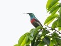 Greater Double-collared Sunbird - Dlinza Forest, Nkandla Forest Reserve, Eshowe ZA-KZN -28.89226, 31.45188, Kwazulu-Natal, South Africa, Dec 11, 2024 Greater Double-collared Sunbird - Dlinza Forest, Nkandla Forest Reserve, Eshowe ZA-KZN -28.89226, 31.45188, Kwazulu-Natal, South Africa, Dec 11, 2024