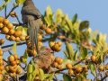 Red-faced Mousebird - Intaka Island, Western Cape, South Africa, Nov 23, 2024 Red-faced Mousebird - Intaka Island, Western Cape, South Africa, Nov 23, 2024