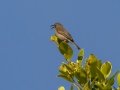 Malachite Sunbird - Hout Bay Beach and Estuary, Western Cape, ZA, Nov 23, 2024 Malachite Sunbird - Hout Bay Beach and Estuary, Western Cape, ZA, Nov 23, 2024