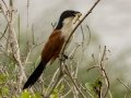 Burchells Coucal - iSimangaliso WP--Western Shores, Kwazulu-Natal, South Africa, Dec 9, 2024 Burchells Coucal - iSimangaliso WP--Western Shores, Kwazulu-Natal, South Africa, Dec 9, 2024