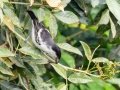Black-backed Puffback - Dlinza Forest, Nkandla Forest Reserve, Eshowe ZA-KZN -28.89226, 31.45188, Kwazulu-Natal, South Africa, Dec 11, 2024 Black-backed Puffback - Dlinza Forest, Nkandla Forest Reserve, Eshowe ZA-KZN -28.89226, 31.45188, Kwazulu-Natal, South Africa, Dec 11, 2024
