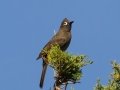 Cape Bulbul - Hout Bay Beach and Estuary, Western Cape, ZA, Nov 23, 2024