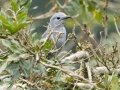Gray Cuckooshrike - Dlinza Forest, Nkandla Forest Reserve, Eshowe ZA-KZN -28.89226, 31.45188, Kwazulu-Natal, South Africa, Dec 11, 2024 Gray Cuckooshrike - Dlinza Forest, Nkandla Forest Reserve, Eshowe ZA-KZN -28.89226, 31.45188, Kwazulu-Natal, South Africa, Dec 11, 2024