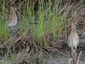 African Snipe - Van Riebeeck, Wakkerstroom ZA-MP -27.34751, 30.15071, Mpumalanga , South Africa, Dec 6, 2024 African Snipe - Van Riebeeck, Wakkerstroom ZA-MP -27.34751, 30.15071, Mpumalanga , South Africa, Dec 6, 2024