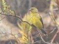 Cape Siskin - Sir Lowry’s Pass - Hottentots-Holland Nature Reserve, Cape Town ZA-Western Cape -34.14960, 18.93454, Western Cape, ZA on Tue Nov 26, 2024 Cape Siskin - Sir Lowry’s Pass - Hottentots-Holland Nature Reserve, Cape Town ZA-Western Cape -34.14960, 18.93454, Western Cape, ZA on Tue Nov 26, 2024