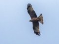 Black Kite (Yellow-billed) - R22 Pan, Big Five Hlabisa ZA-KZN -27.72664, 32.46509, Kwazulu-Natal, South Africa, Dec 8, 2024 Black Kite (Yellow-billed) - R22 Pan, Big Five Hlabisa ZA-KZN -27.72664, 32.46509, Kwazulu-Natal, South Africa, Dec 8, 2024