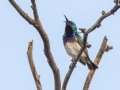 White-bellied Sunbird - Marrick Safari, Northern Cape, South Africa, Dec 5, 2024 White-bellied Sunbird - Marrick Safari, Northern Cape, South Africa, Dec 5, 2024